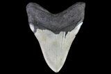 Bargain, Megalodon Tooth - North Carolina #67157-1